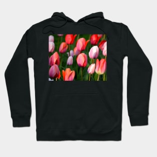 Boston Public Garden Spring Tulips Boston MA Hoodie